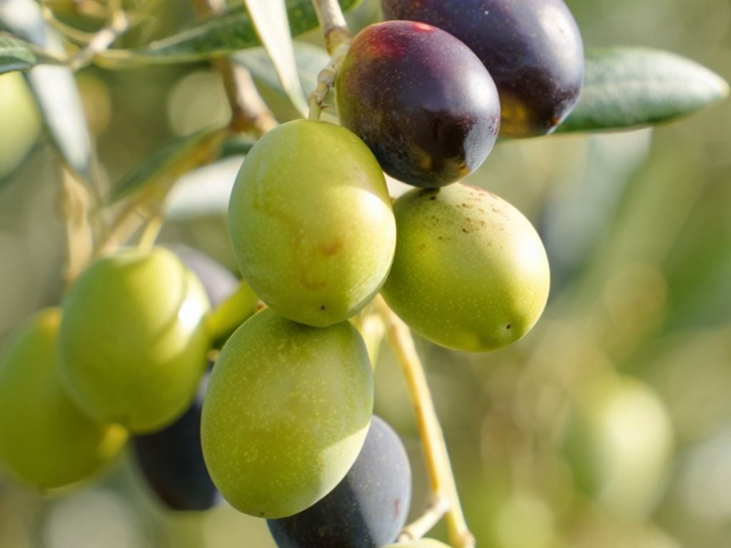 Erken Hasat ve Soğuk Sıkım Nedir? Gerçek Zeytinyağı Lezzetinin Temeli