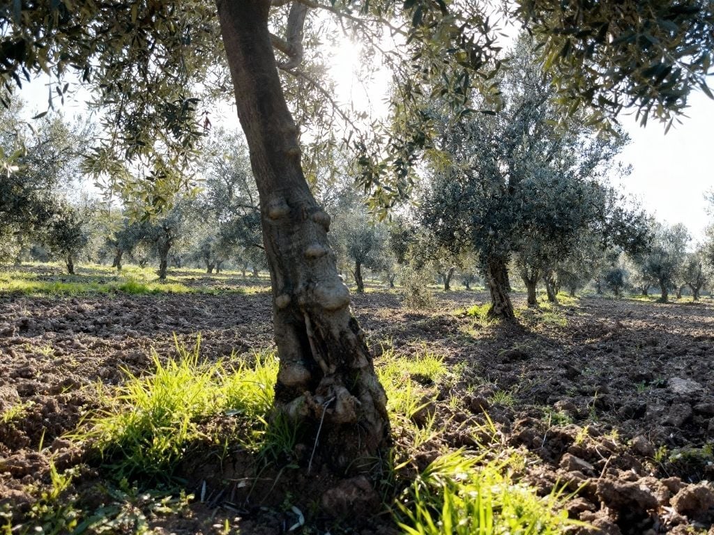 Olyvian Premium Nedir? Zamanla Olgunlaşan Lezzetin Seçkin Yorumu