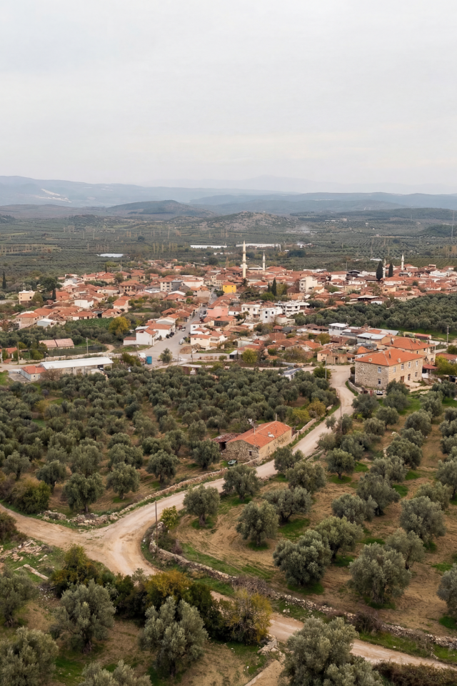 Premier Doğal Zeytinyağı 3 L – Domat Cinsi Erken Hasat Soğuk Sıkım Natürel Sızma